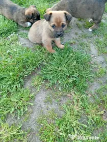 Donez cățeluși vârsta de două luni