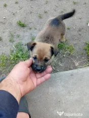 Donez cățeluși vârsta de două luni 