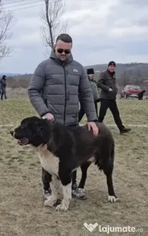 Vand ciobanesc de bucovina