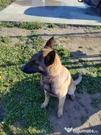 Belgian malinois femelă