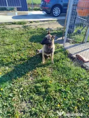 Belgian malinois femelă 