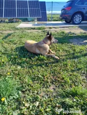 Belgian malinois femelă 