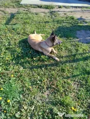 Belgian malinois femelă 