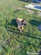 Belgian malinois femelă 