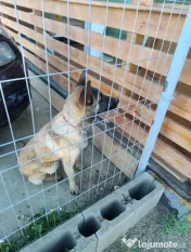 Belgian malinois femelă 