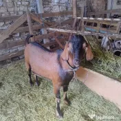 Țap tânăr 
