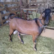 Țap tânăr 