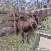 Țap tânăr 