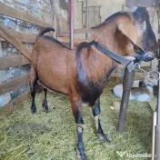 Țap tânăr 