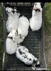 Iepurași rasa pură Rex 
