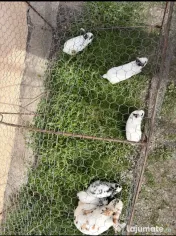 Iepurași rasa pură Rex 