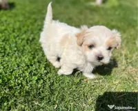 Bichon havanez mascul 2 luni 