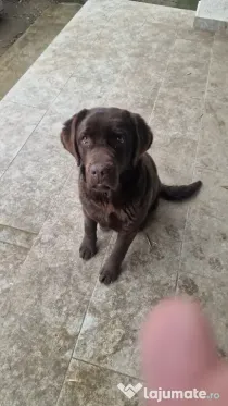 Donez Labrador retriver