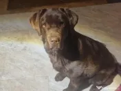 Donez Labrador retriver 