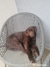 Donez Labrador retriver 