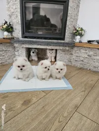 Pui Pomeranian mini 