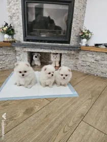 Pui Pomeranian mini