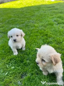 Căței bichon havanez