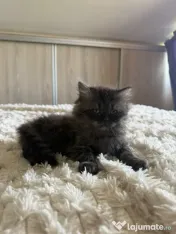 British longhair 