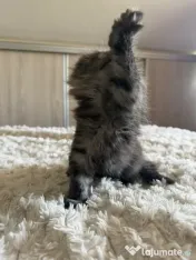 British longhair 