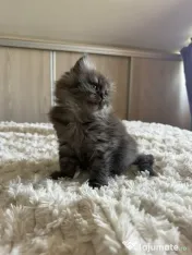 British longhair 
