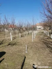 Casa de vanzare 6 camere la Varias jud.Timis 