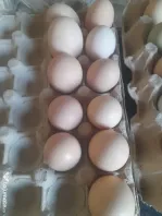 Oua de gaini  oua proaspete bio 100 % organice