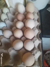 oua de gaini  oua proaspete bio 100 % organice 