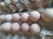 oua de gaini  oua proaspete bio 100 % organice 