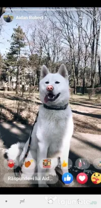 Akita inu japonez 