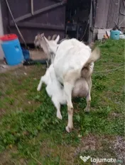 Capră cu ieduț de vânzare 