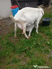 Capră cu ieduț de vânzare 