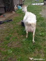 Capră cu ieduț de vânzare 