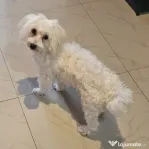 Maltez bichon (Bișon)