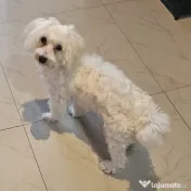 Maltez bichon (Bișon) 