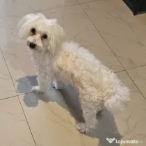 Maltez bichon (Bișon)