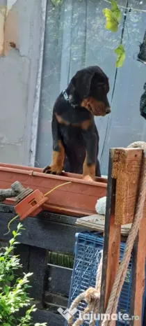 Dobermann catei
