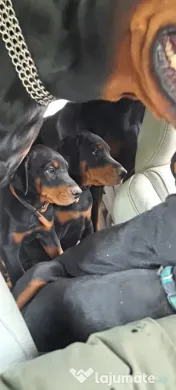 Dobermann catei