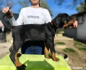 Dobermann catei
