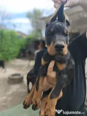 Dobermann catei