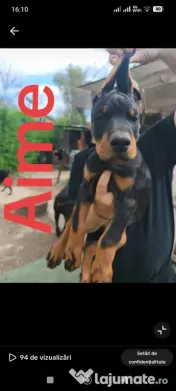 Dobermann catei