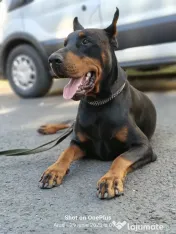 Dobermann catei