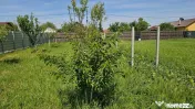 DUMBRAVA - 1219 mp Teren ideal casă – asfalt, utilități 