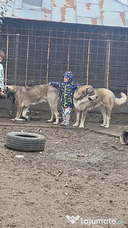 Vand catei Ciobanesc de Asia Centrala
