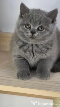 British blue puiuț 