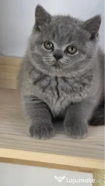 British blue puiuț