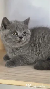 British blue puiuț 