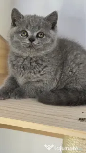 British blue puiuț 