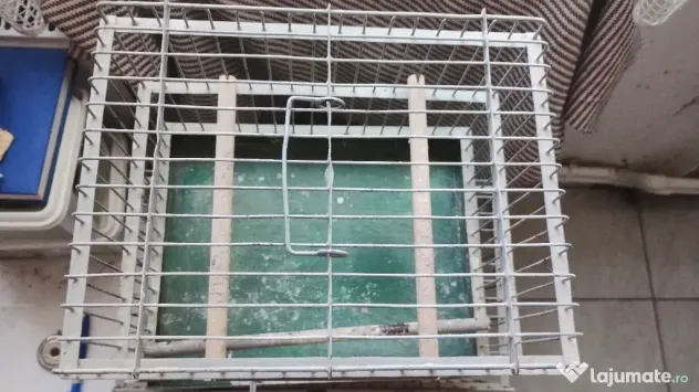 Colivie canari colivii păsări exotice