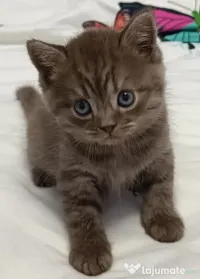 Pisicuțe British Shorthair +2luni 